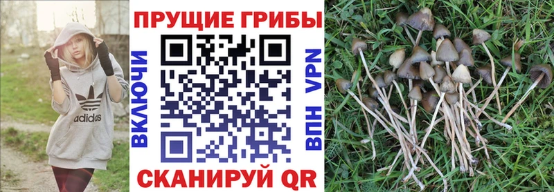 Псилоцибиновые грибы GOLDEN TEACHER где можно купить Артёмовск